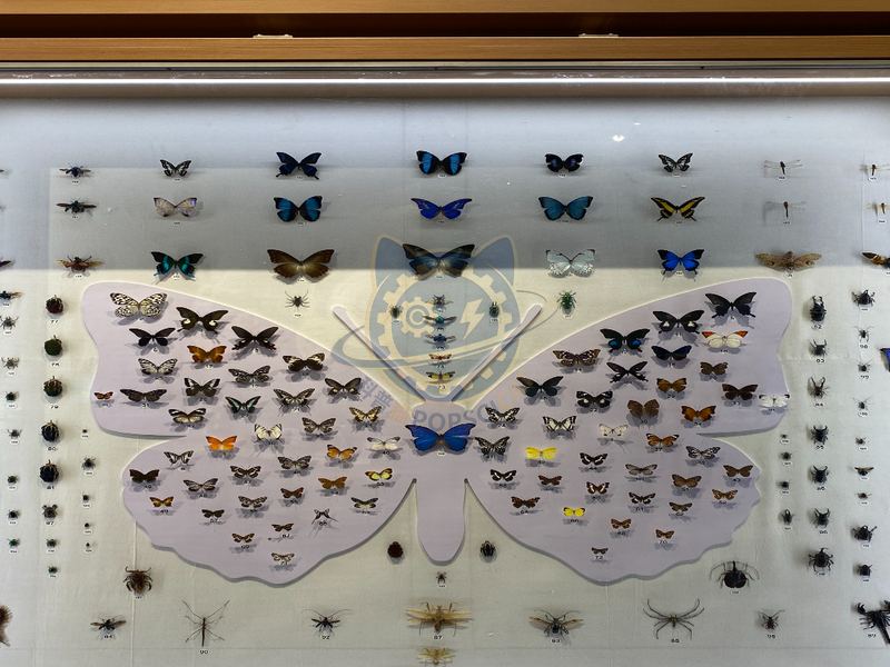 Arthropod specimen wall — Earth & Ecology exhibit for science museums
