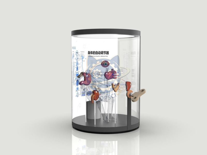 The body's automatic regulator — Life Science & Health exhibit for science museums