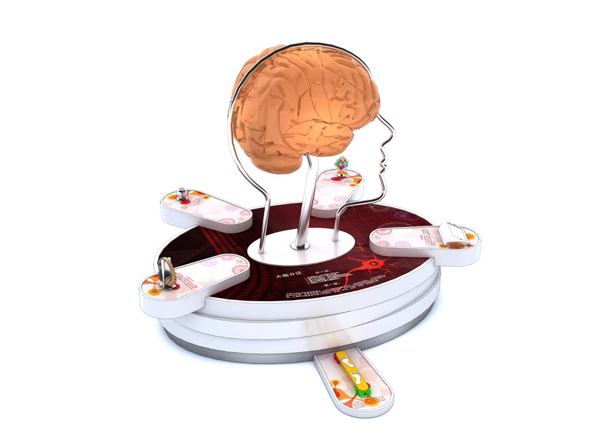 Brain Map — Life Science & Health exhibit for science museums