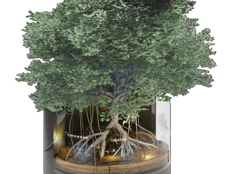 Characteristics of mangrove forests