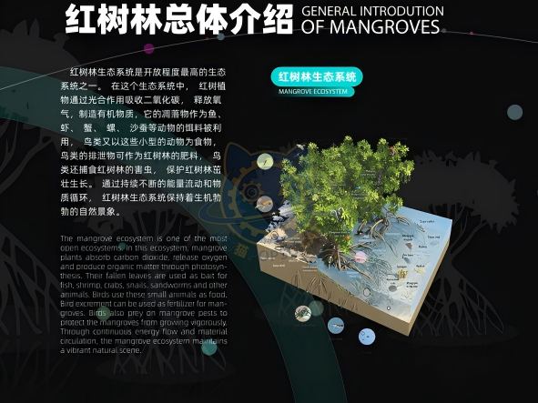 Overview of Mangrove Forest — Earth & Ecology exhibit for science museums