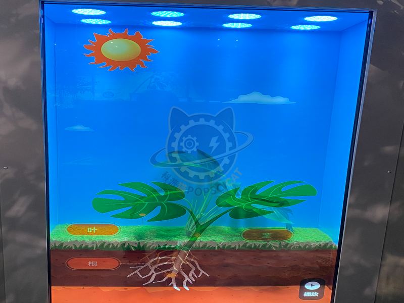 Plant photosynthesis — Earth & Ecology exhibit for science museums