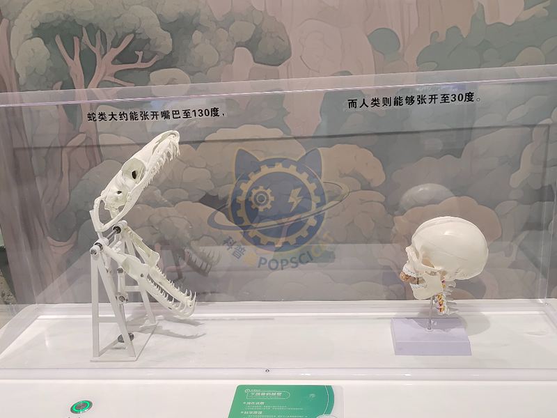 The Secret of Mandibular Bones — Earth & Ecology exhibit for science museums