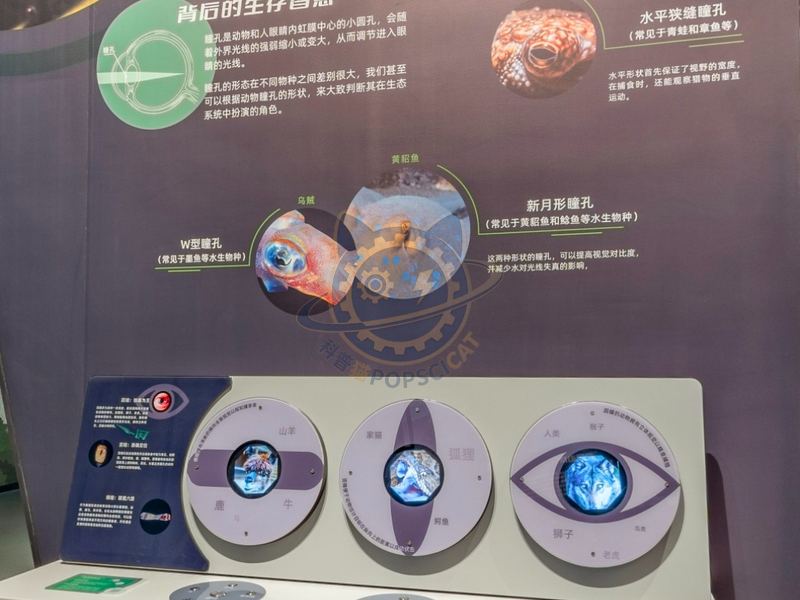 The shape of the pupil — Earth & Ecology exhibit for science museums