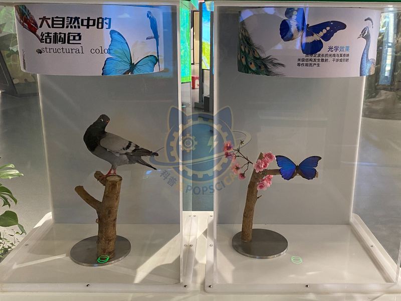 The structural color of animals — Earth & Ecology exhibit for science museums