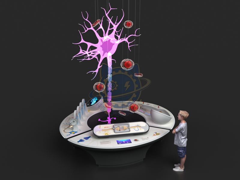 synaptic plasticity — Digital & AI exhibit for science museums
