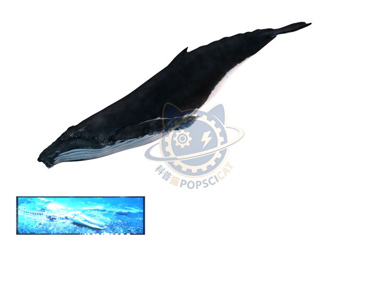 Whale landing ecosystem — Earth & Ecology exhibit for science museums